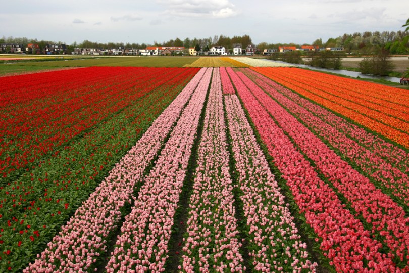 Holland_tulips