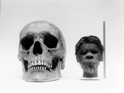 Shrunken_head_compared_with_normal_human_skull._Wellcome_M0003687-e1458016539495