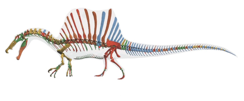 spinosaurus-reconstruction